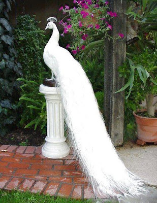 white peacock wedding dress
