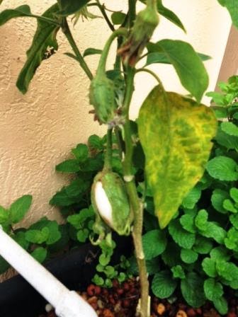 eggplant in aquaponics