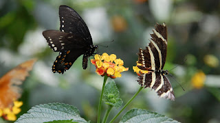 mariposas en una flor