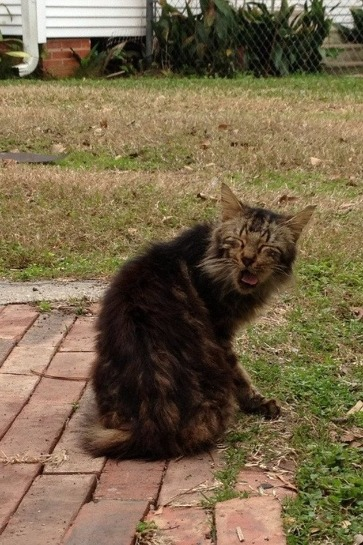 cat-sneezing