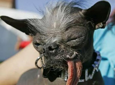 Most Ugliest Dogs in the World Seen On www.coolpicturegallery.us