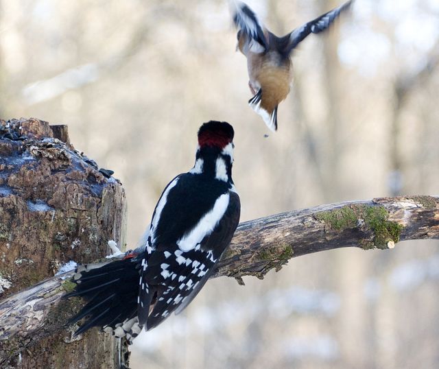 Two birds a woodpecker and grosbeak kissing, goodbye kiss, bird's love