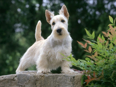 Skye Terrier Puppy Pictures