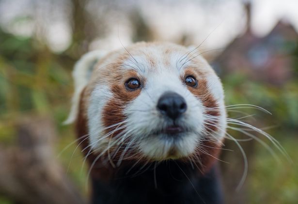 Red Panda - Panda Rojo