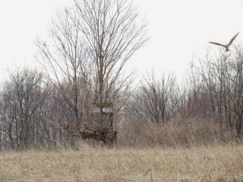 northern harrier