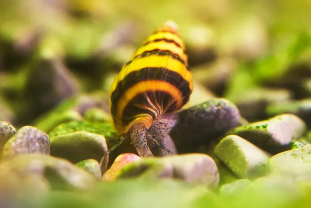 how-to-get-rid-of-assassin-snails-1