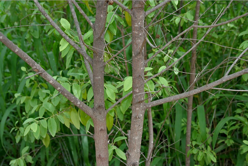 Kliping Tumbuhan Flora di Indonesia Yang Hampir Punah 