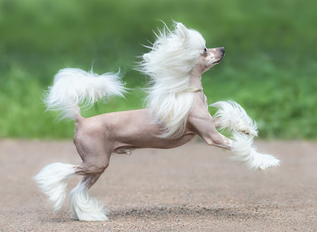 chinese-crested-dog