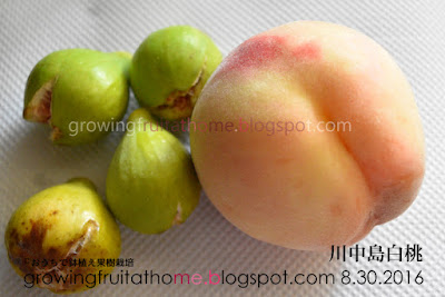 桃、川中島白桃とイチジクロードスの収穫