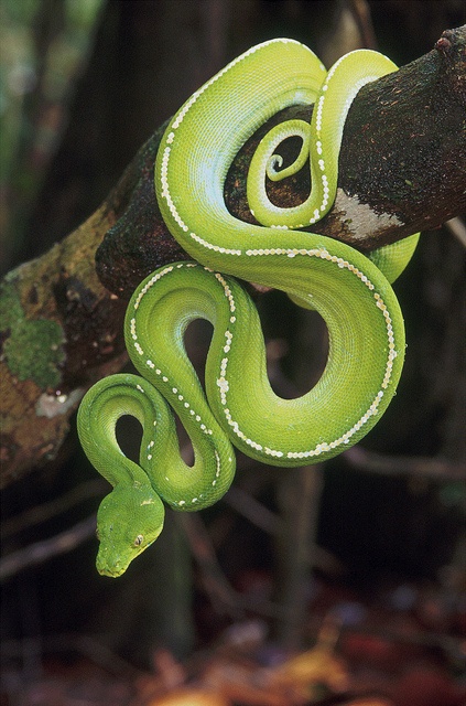 Green Python, Morelia viridis, Australia