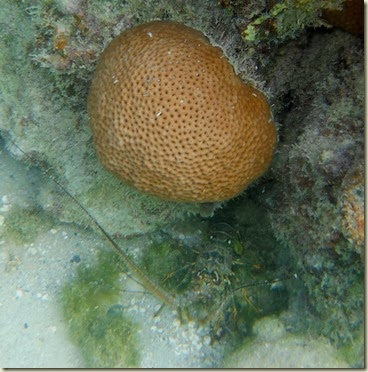 DPeterIsSCN0729
