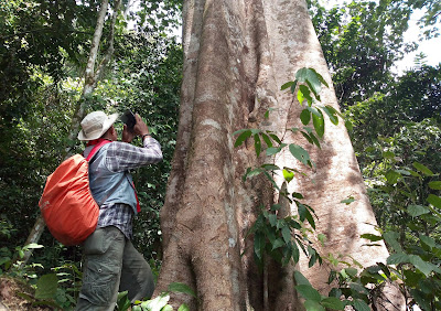 FOTO: Pohon-pohon Besar di Bukit Undau