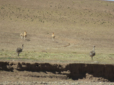 Vicunas und Nandus