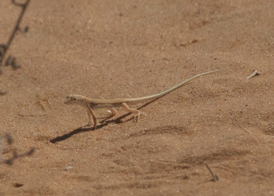 Long Fringe Fingered Lizard (Acanthodactylus longipes)