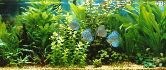 Aquarium Discus Fish