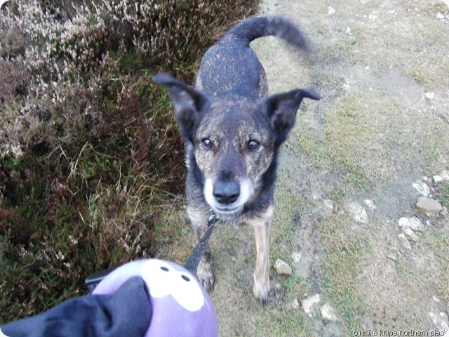 squeaky toy squeaky toy