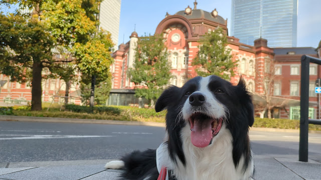 保護犬 ボーダーコリー トーマ 東京駅