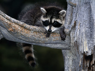 Raccoon Wallpapers