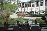 Breakfast with Lion including Elephant Back Safari