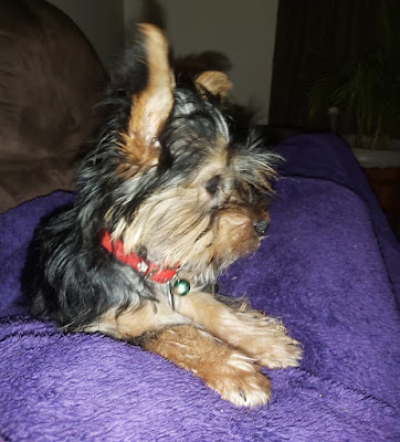 Yorkshire Terrier male