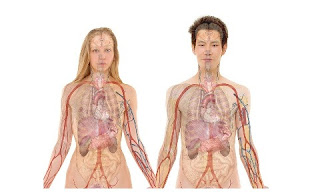 two people's physical bodies with organs