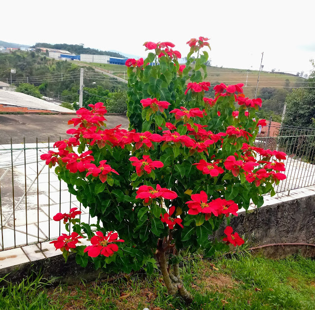 A foto mostra uma linda planta repleta de folhas e flores vermelhas.