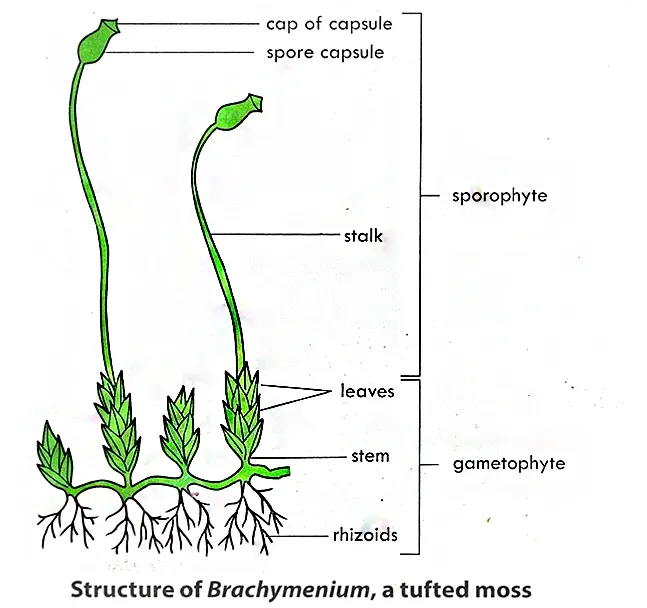Structure of Moss Plant