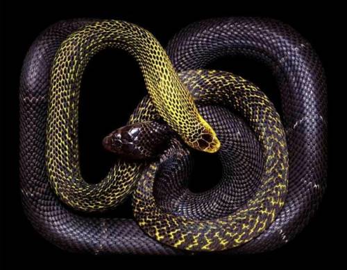 amazing pictures of snakes