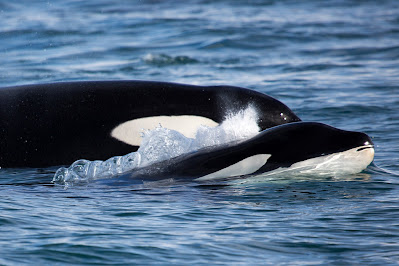 pics of orca whales