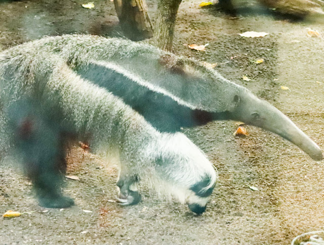 tamanoir du zoo de vincennes
