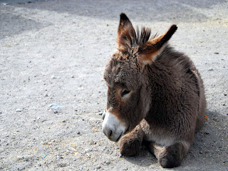 Donkey Wallpapers