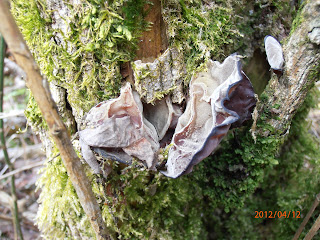 Oreilles de Judas - Auricularia auricula-judae