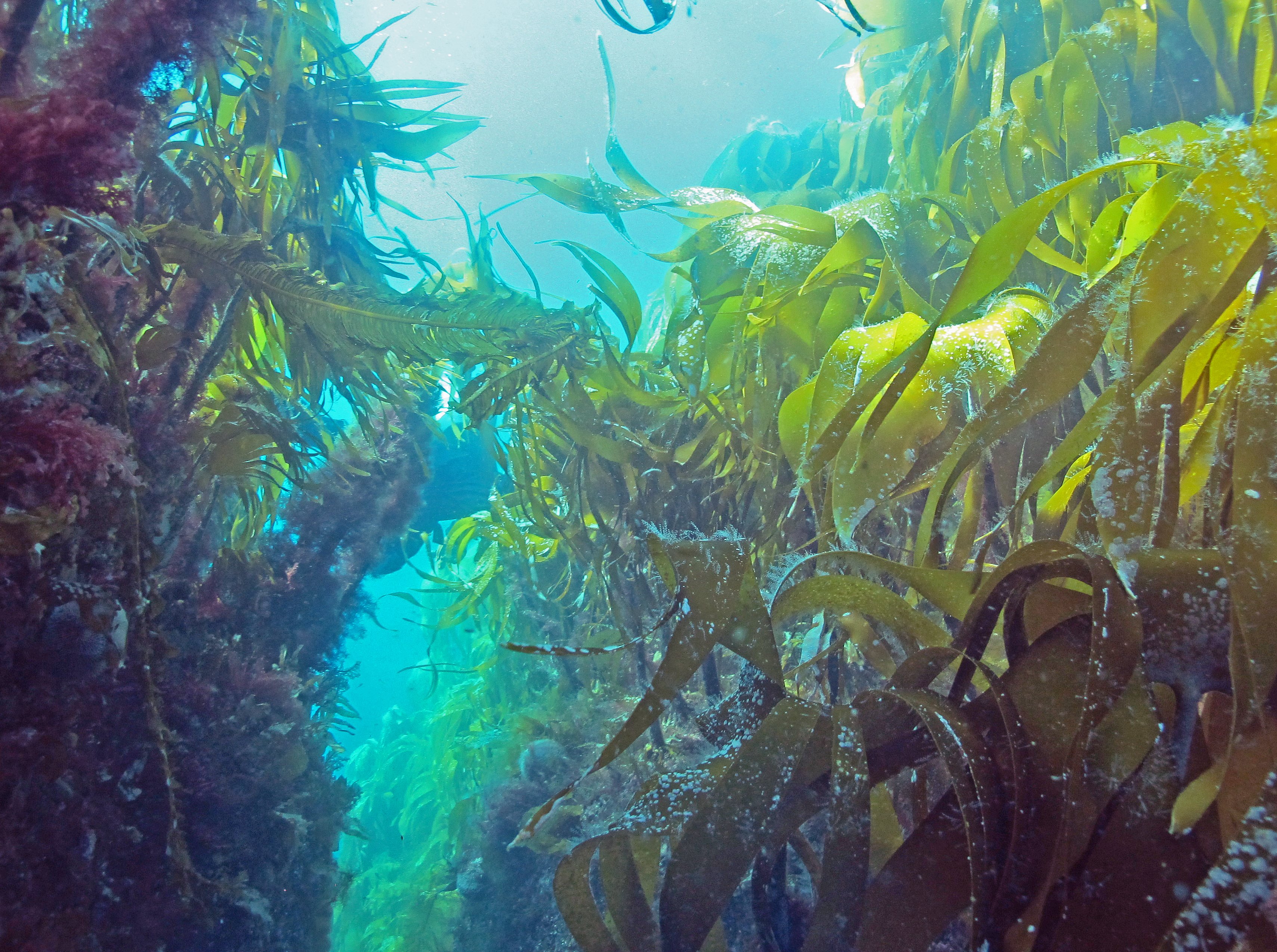 Самые большие водоросли. Подводный "лес"(Kelp Forest). Макроцистис водоросли. Kelp Californian. Водоросли келп Кейптаун.