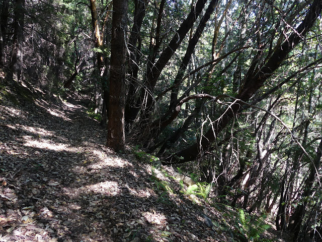 dirt track under madrones