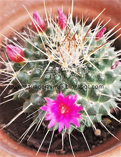 mammillaria-spinosissima-var-un-pico