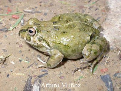 Ranita cuatro ojos (Pleurodema cinereum)