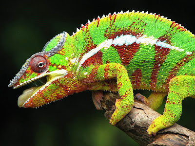 Camaleon de colores a orillas del bosque