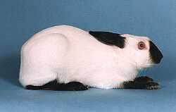 Himalayan Rabbit