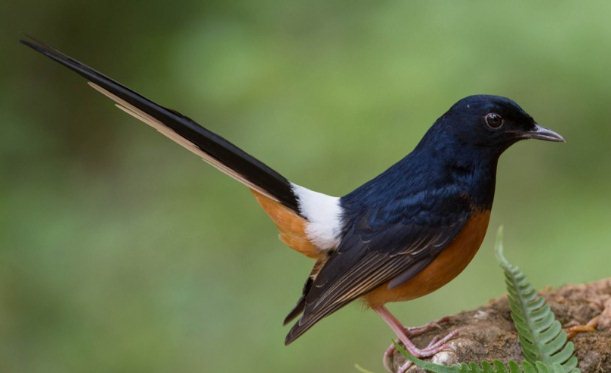 Gambar burung murai batu