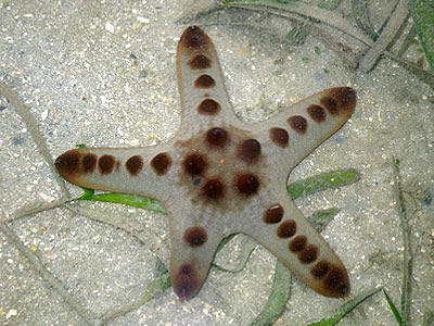 Starfish, Knobbly sea star (Protoreaster nodosus)