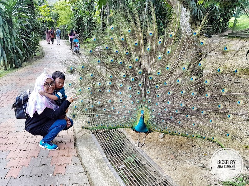 25+ Inspirasi Terpopuler Taman Burung Kuala Lumpur