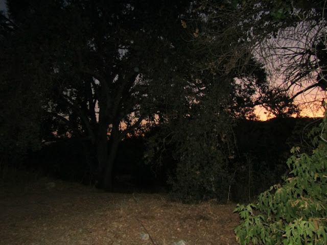 "Larry" Moore Park in Paso Robles: A Photographic Review -  Sunset Behind the Trees