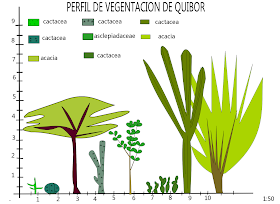 perfil de vegetación de quibor xp