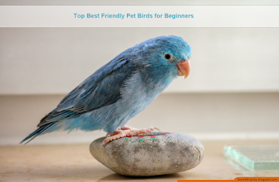 Top Best Friendly Pet Birds for beginners