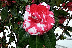 SONY DSC                       