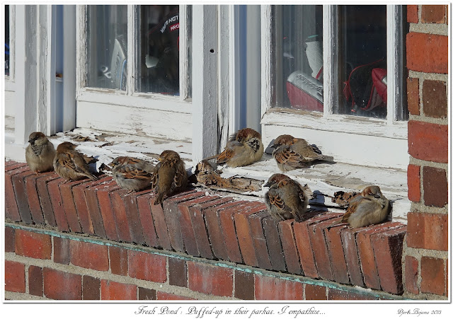 Fresh Pond: Puffed-up in their parkas. I empathize...