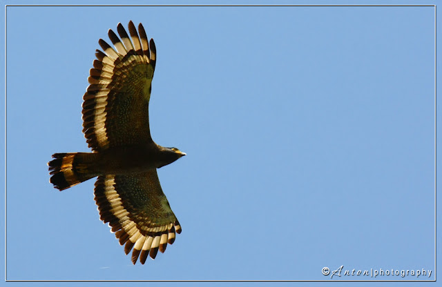 Crested Serpent Eagle