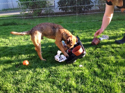 Hund sucht die Leckerchen ...