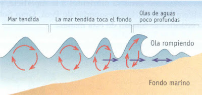 ¿Cómo se forman las olas? En la entrada de hoy vamos a hablar sobre un singular fenómeno que es el responsable que de surjan las olas. Y es que la fricción del viento sobre la superficie de las aguas es lo que produce este efecto de atracción y retracción en nuestros mares. Las olas marinas son la consecuencia directa del movimiento que se da en la atmosfera y en el agua. Los cambios de presión hacen que el líquido oscile sobre la superficie y a su vez el viento lo empuja formando esas ondas capilares que son tan características. Y al contrario de lo que se pudiera pensar, si este empuje es muy leve las ondas que se producen sobre el agua serán mucho más intensas. Las olas altas Sin embargo, cuando hablamos del viento tenemos que admitir que cuánto más fuerte sople más altas serán las olas que provoque. En este punto entran en juego distintos elementos como la velocidad e intensidad de la fuerza eólica, la dirección o estabilidad de las corrientes, así como la superficie total y su profundidad.  Es por ello que a medida que nos vamos acercando  la orilla, las olas comienzan a avanzar mucho más despacio debido a la falta de profundidad y esto hace que aumenten en altura. El proceso se acelera cuando la parte superior se mueve más rápido que la subacuática, lo que la desestabiliza y hace que se rompa.  Tipo de olas Además de este tipo de olas, encontramos otras cuyo origen es muy distinto. Nos estamos refiriendo a aquellas que se originan en el fondo del mar, que son generalmente más bajas y redondeadas que las anteriores. Estas olas en alta mar surgen por la diferencia de temperatura, presión y salinidad de las distintas zonas de agua que están cercanas entre sí, lo que provoca su movimiento hacia áreas de menor densidad de líquido.