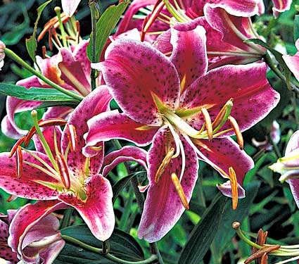 Koleksi Tanaman Hias Bunga  Bakung  Bunga  Lily Lilium 